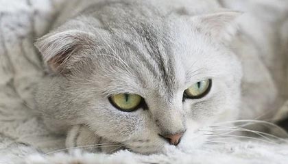 开云-2020中国新能源汽车拉力锦标赛新闻发布会举行